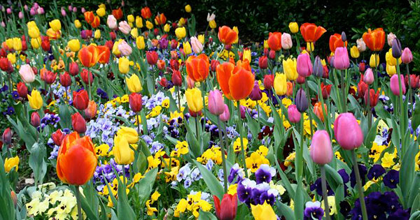 Feliz día de la Primavera!