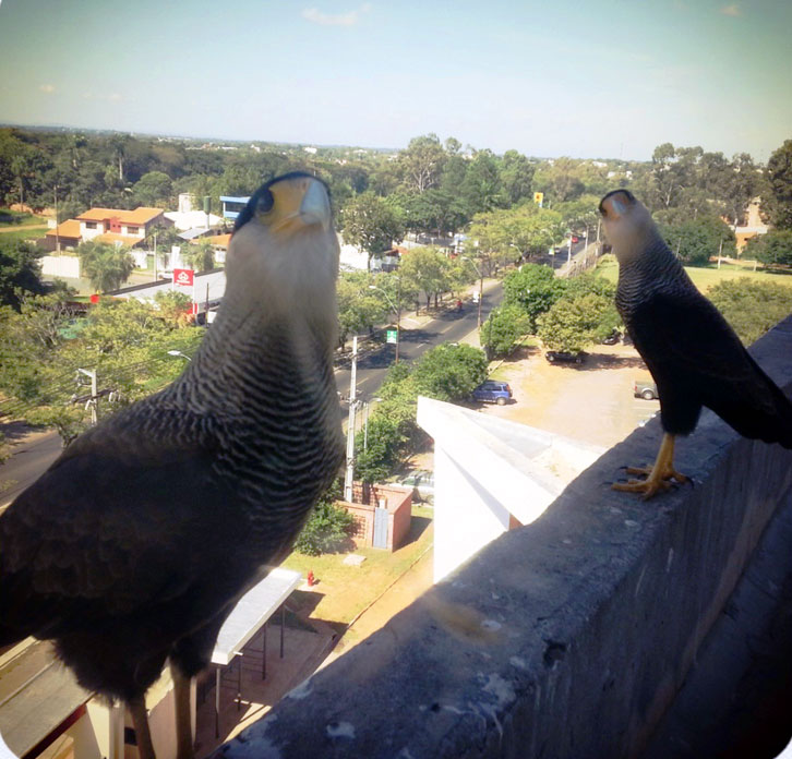 Alcones